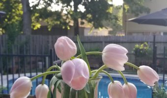 Mother's Day Tulips